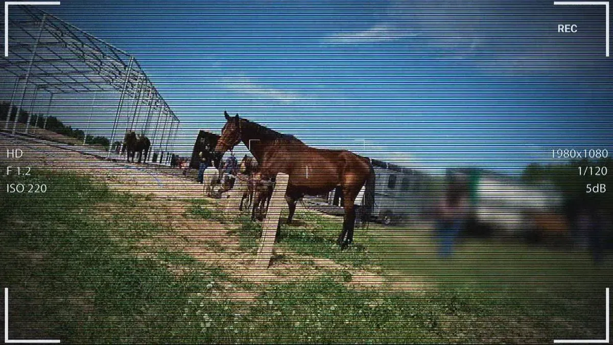 Konie transportowane w ciężarówce na nielegalny targ, przeznaczone na rzeź.