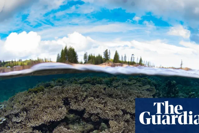 Koralowce Wyspy Norfolk zagrożone potrójnym niebezpieczeństwem: choroba, El Niño i pogłębianie