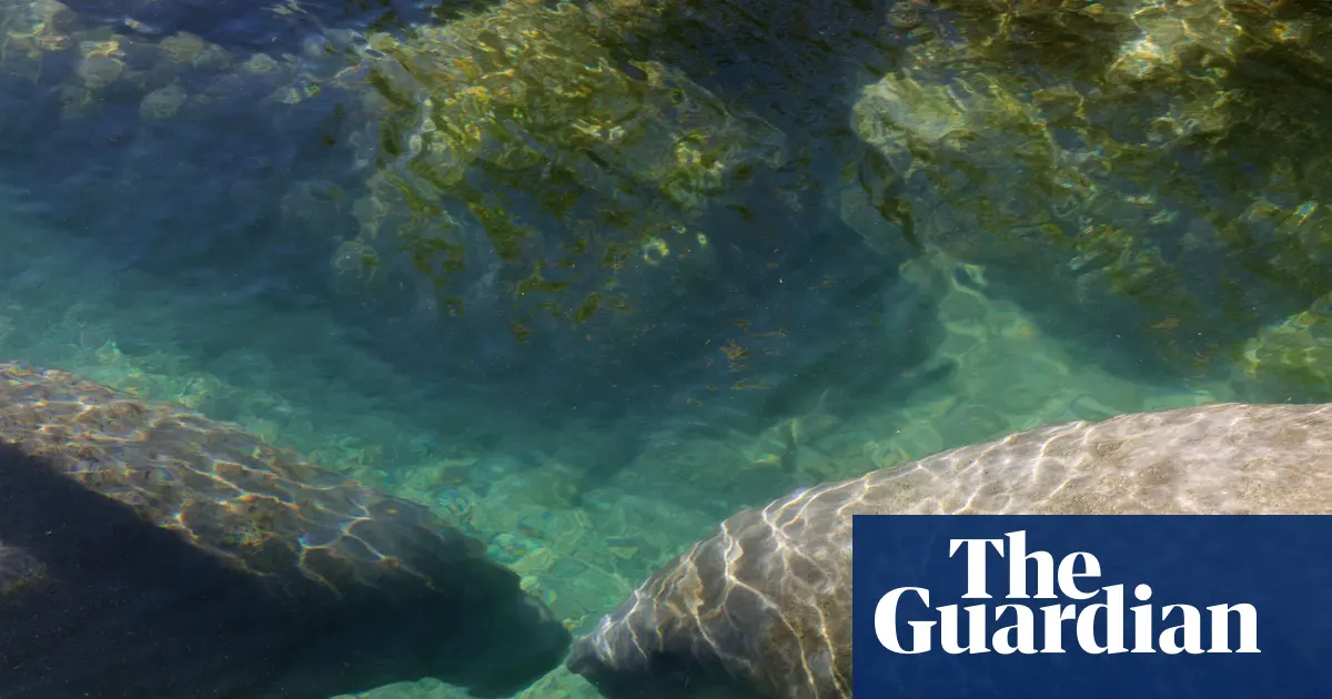 Dwa manaty dotykające się pyskami w krystalicznie czystej wodzie, otoczone zielenią, w rezerwacie Three Sisters Springs na Florydzie.