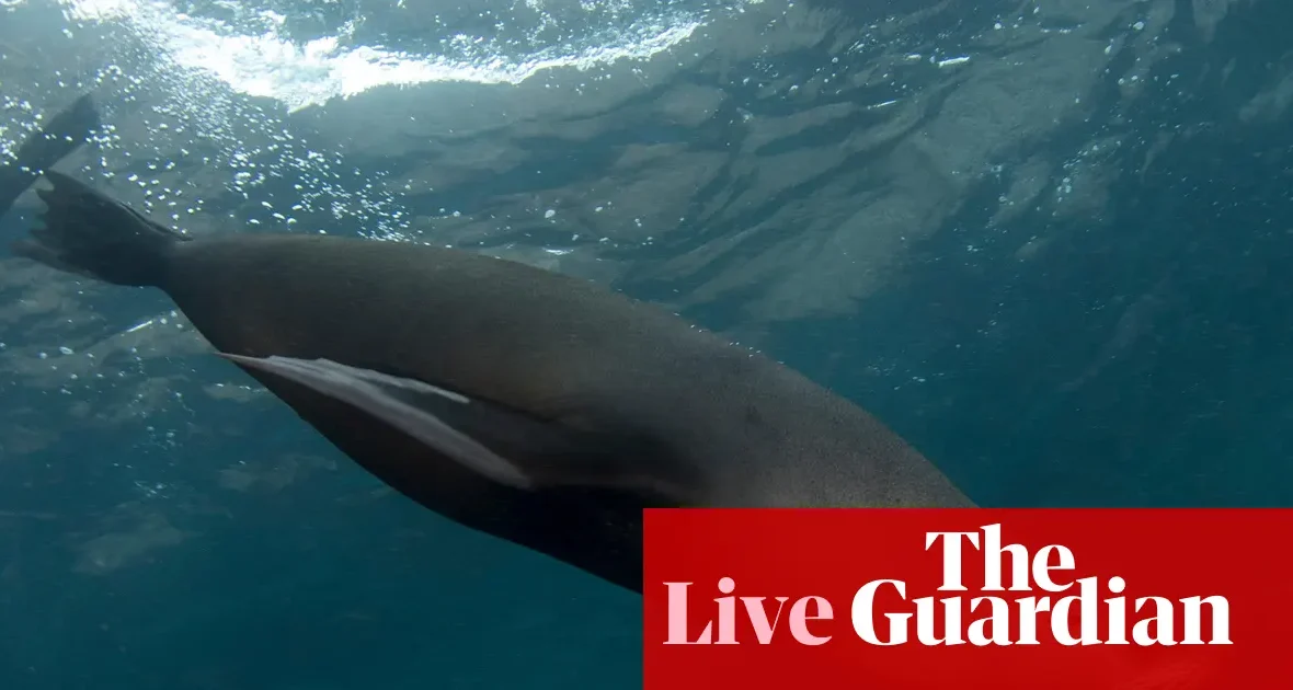 Pierwszy przypadek H5 u ssaka na kontynencie australijskim – padły futrzak