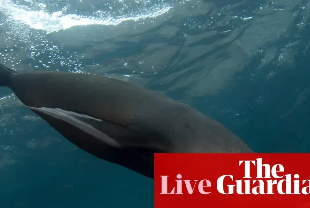 Pierwszy przypadek H5 u ssaka na kontynencie australijskim – padły futrzak