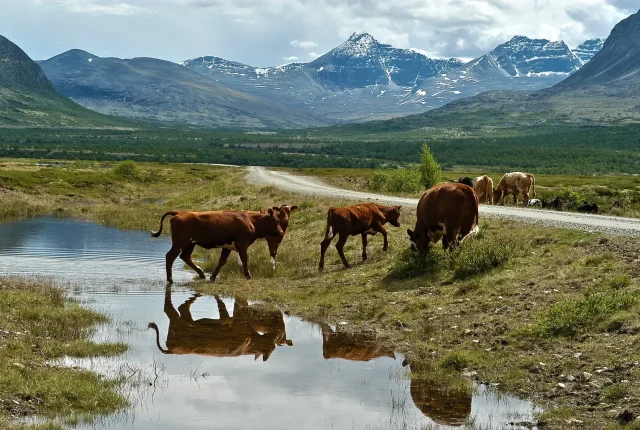 Król Harald V nie żyje. Norwegia żegna monarchę po 35 latach panowania