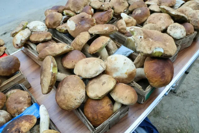 Uwaga na zatrucia grzybami. Sanepid przypomina, które objawy powinny wzbudzić czujność